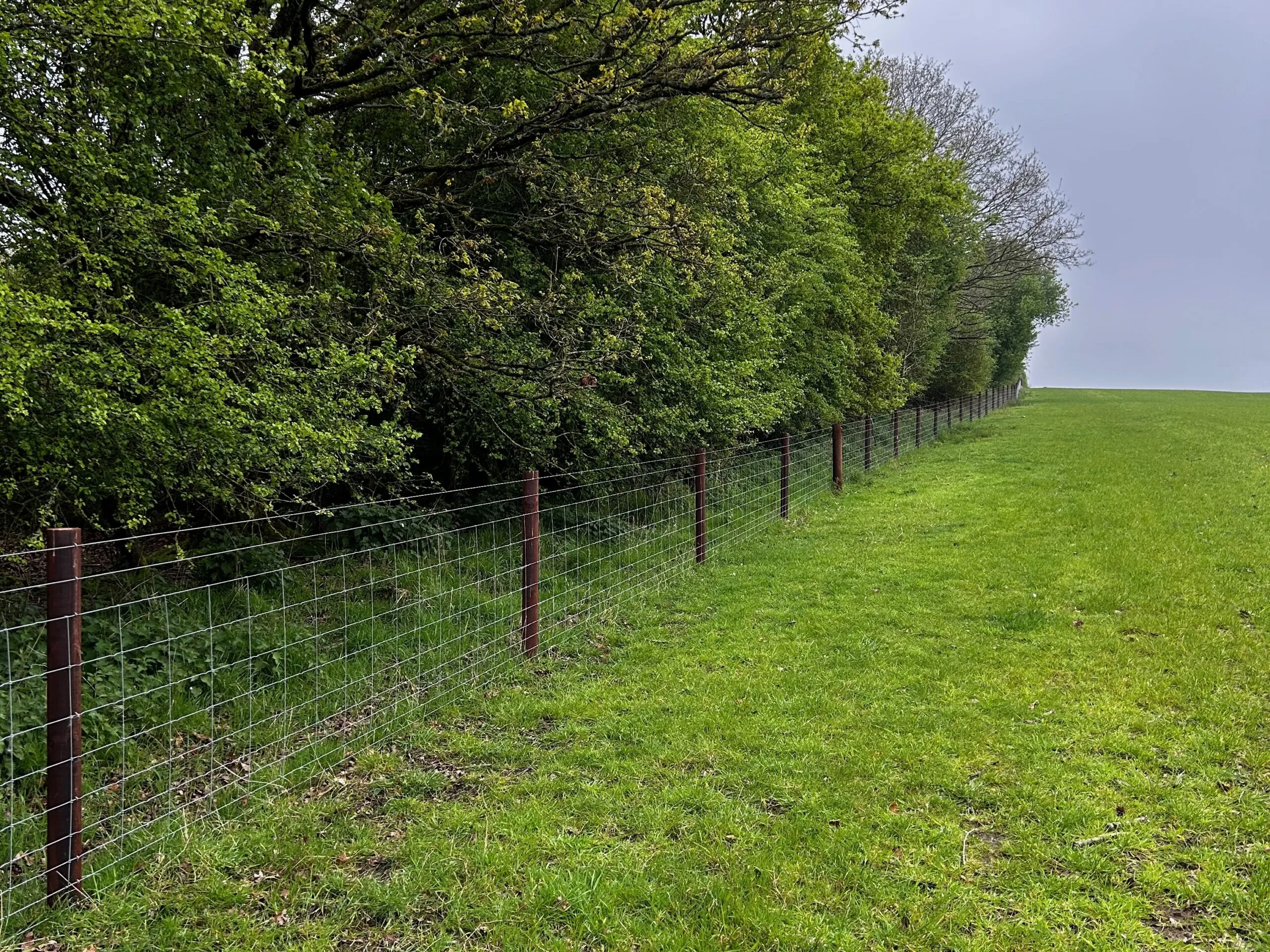Stock fencing running along the boundary between a field and a wooded area